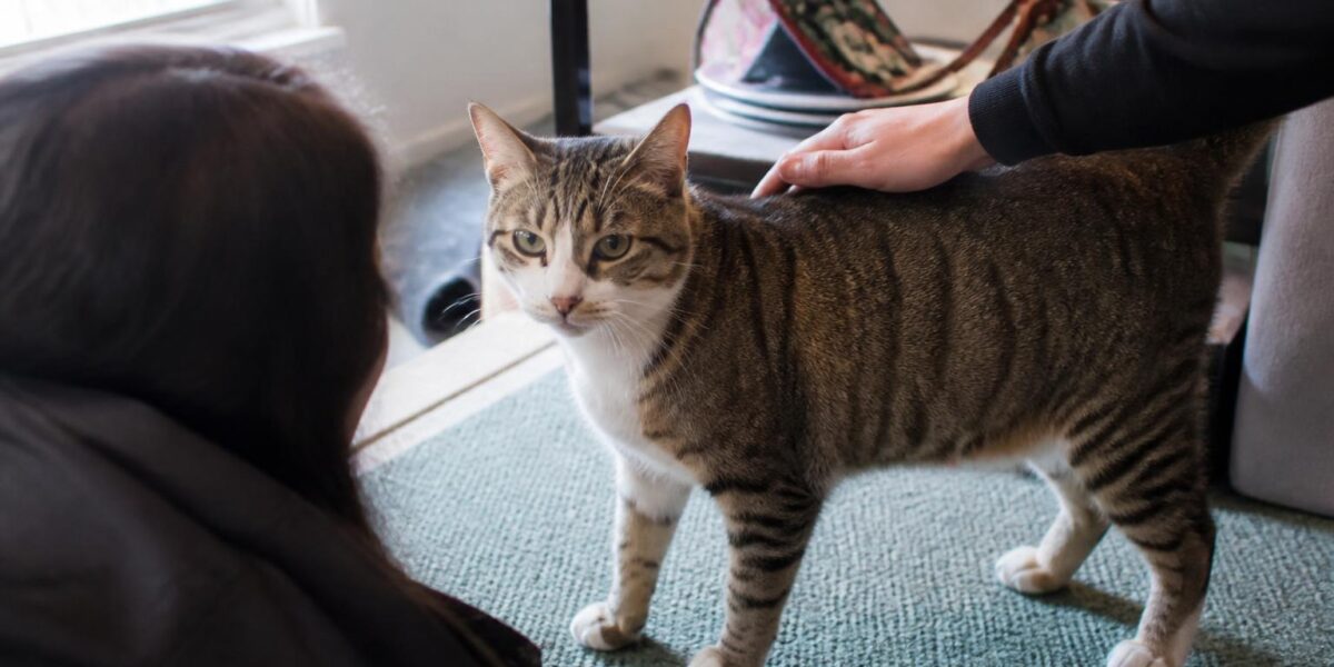 Adopting a Wobbly Kitten: Cerebellar Hypoplasia Care Guide