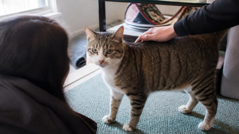 Adopting a Wobbly Kitten: Cerebellar Hypoplasia Care Guide