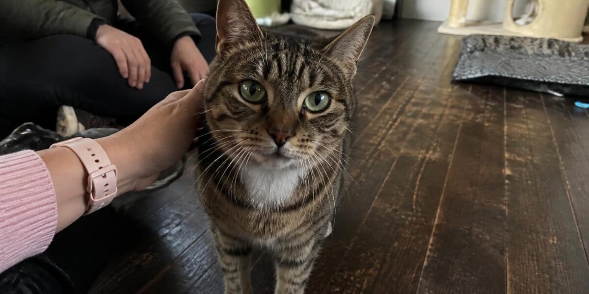 Adopting a Cat With Chronic Upper Respiratory Issues
