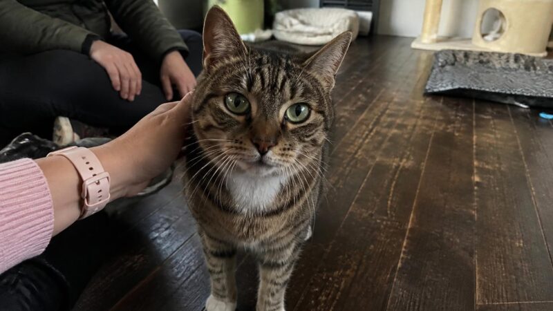 Adopting a Cat With Chronic Upper Respiratory Issues