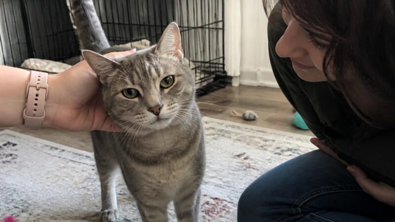 Adopting a Diabetic Cat: Insulin Injections and Diet Monitoring