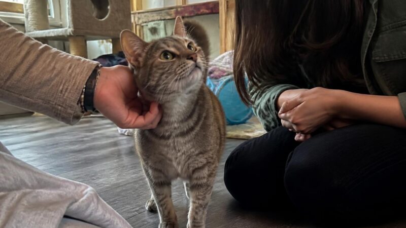 Adopting a Cat With Ear Polyps: Surgery and Recurrence Risks