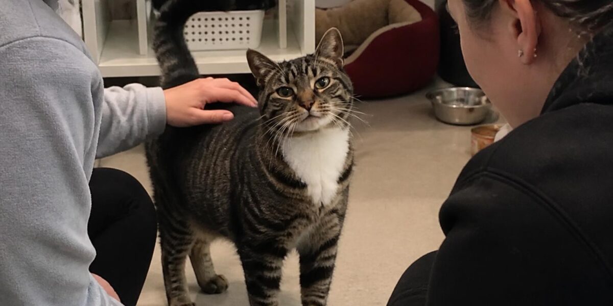 Adopting a Cat With Calicivirus: Chronic Carrier Management
