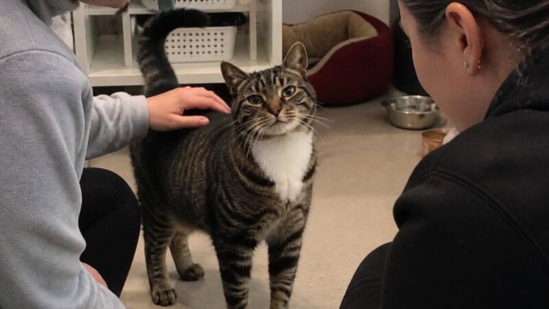 Adopting a Cat With Calicivirus: Chronic Carrier Management