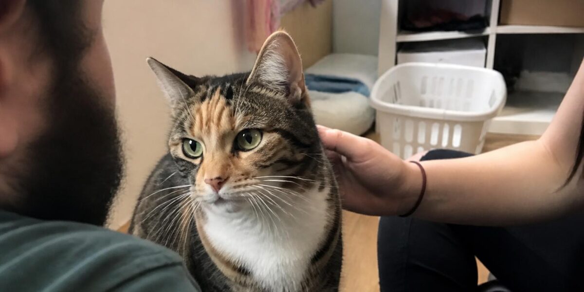 Adopting a Cat With Feline Leukemia: FeLV Life Expectancy and Care