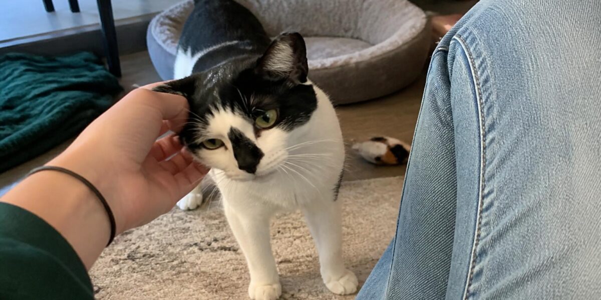 Adopting a Cat With a Heart Murmur: Grades and Monitoring