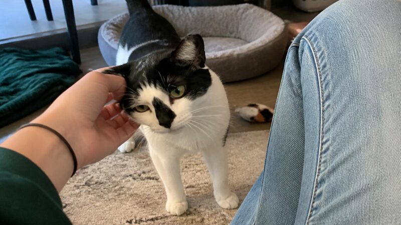 Adopting a Cat With a Heart Murmur: Grades and Monitoring