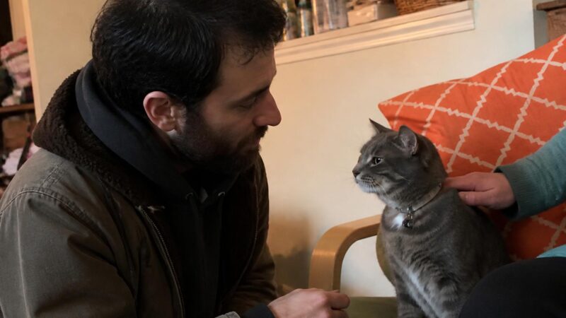 Adopting a Cat With Feline Herpes Virus: Flare Management