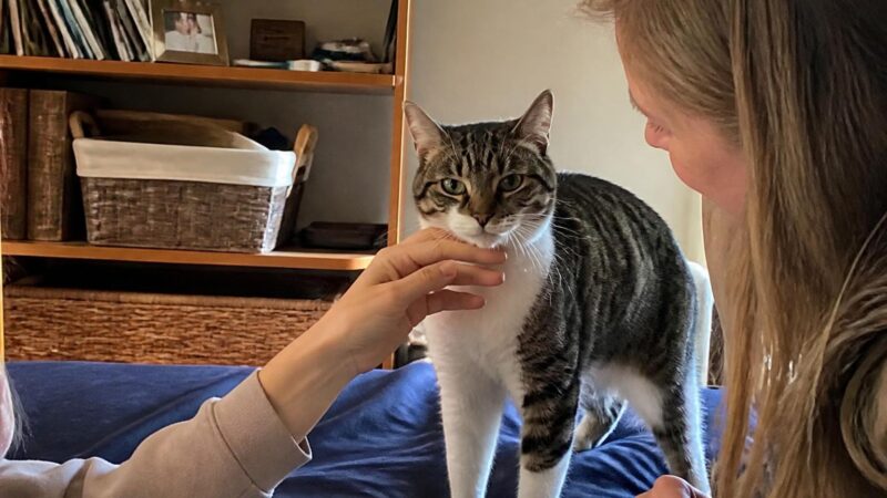 Adopting a Cat With Megacolon: Diet, Litter, and Vet Care