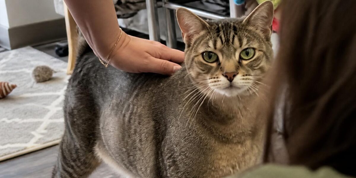 Adopting a Polydactyl Cat: Extra Toes and Nail Care
