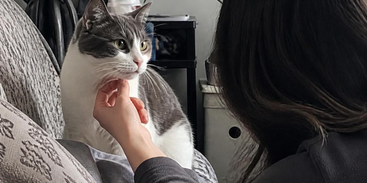 Adopting a Cat with School-Age Kids: Choosing the Right Match