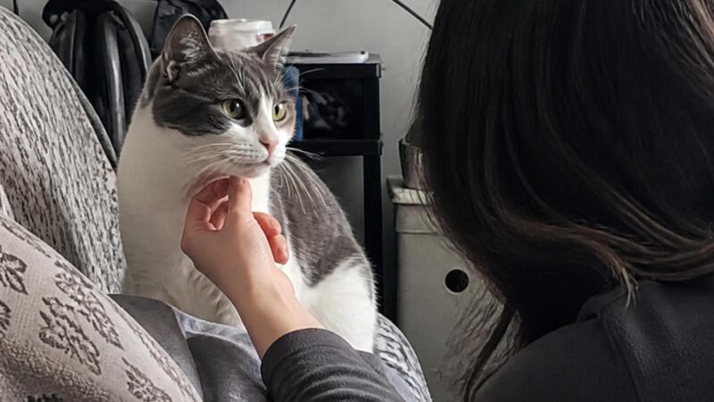 Adopting a Cat with School-Age Kids: Choosing the Right Match