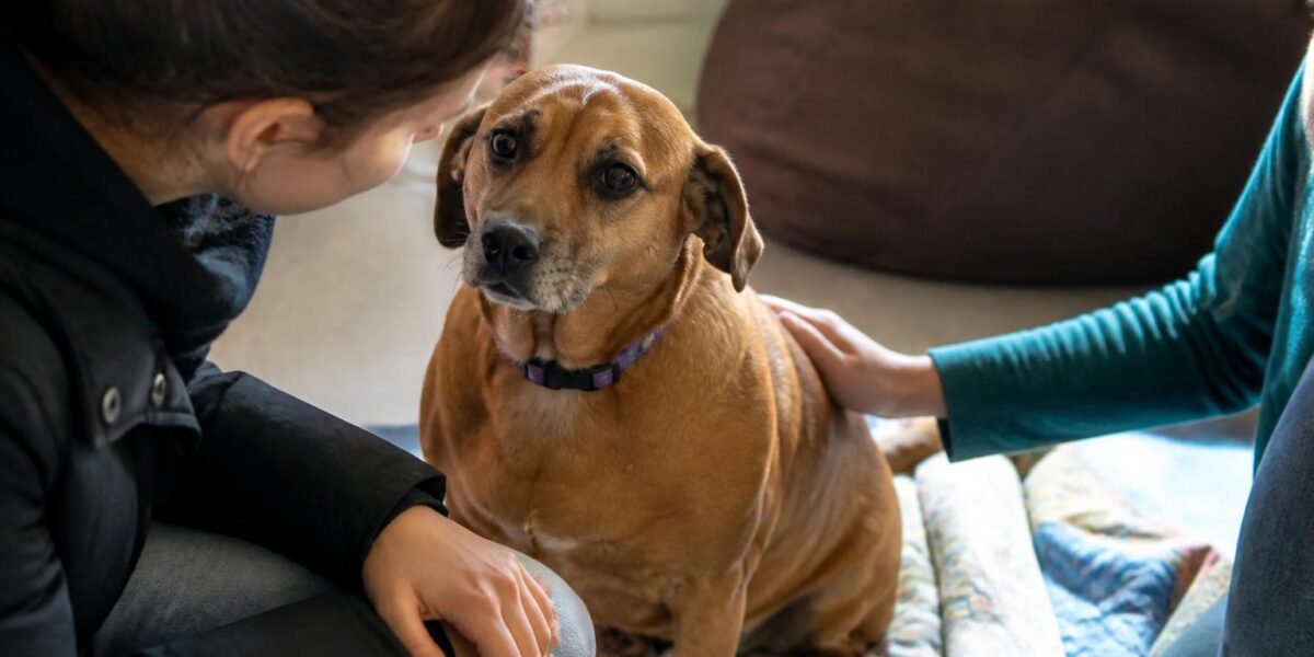 Adopting a Cruelty Case Rescue Pet: Trauma-Informed Care