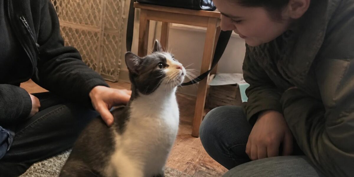 Adopting a Deaf Cat: Visual Cues and Indoor Safety