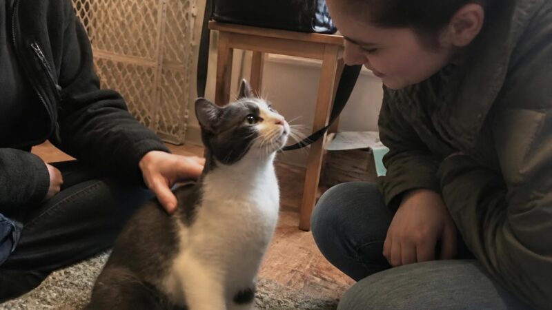 Adopting a Deaf Cat: Visual Cues and Indoor Safety