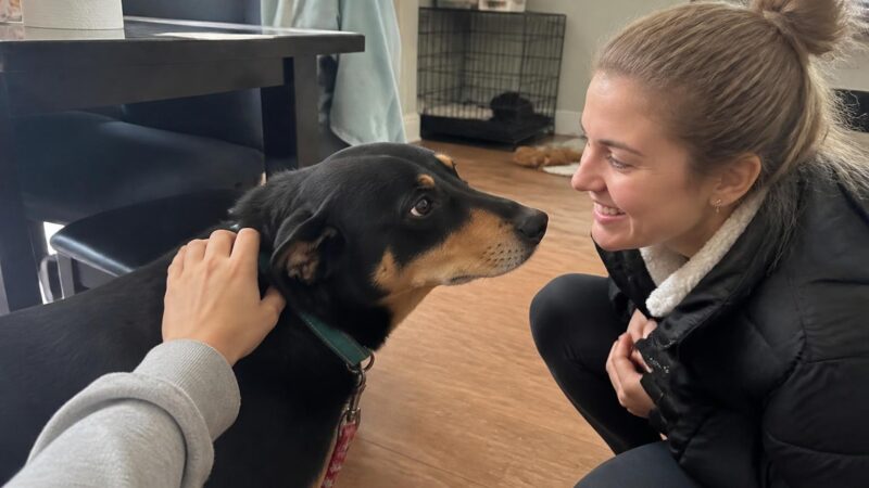 Adopting a Deaf Dalmatian: Realistic Match and Training