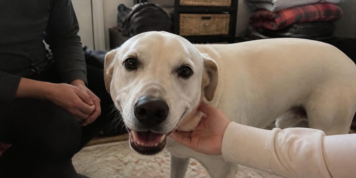 Adopting a Deaf Dog: Hand Signals, Training, and Home Safety