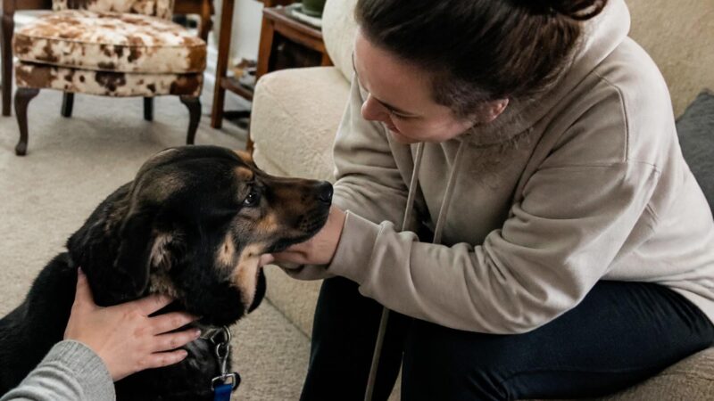 Adopting a Deaf or Blind Pet in Singapore