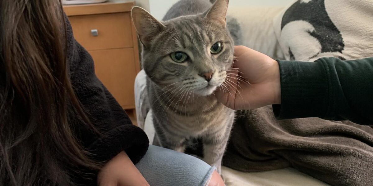 Adopting a Diabetic Cat: Insulin, Diet, and Daily Routines