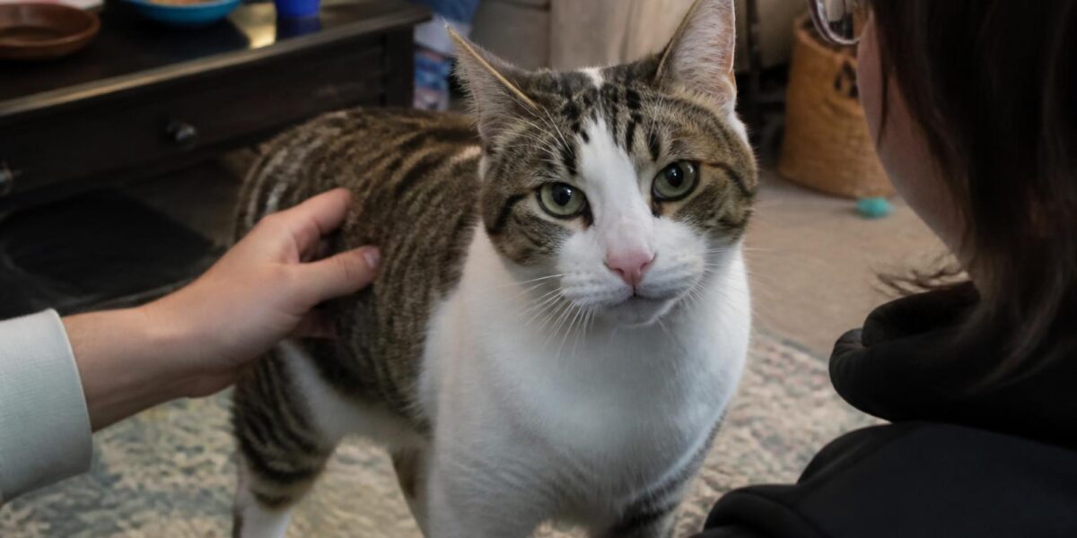 Adopting a Diabetic Cat: Daily Care and Remission Hopes