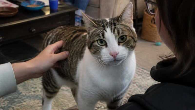 Adopting a Diabetic Cat: Daily Care and Remission Hopes