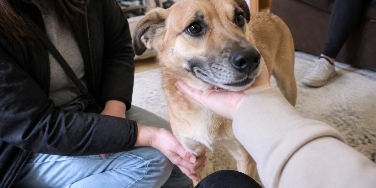 Adopting a Diabetic Dog: Insulin Routines and Cost Realism