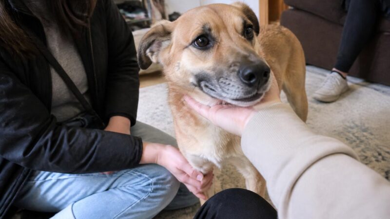 Adopting a Diabetic Dog: Insulin Routines and Cost Realism