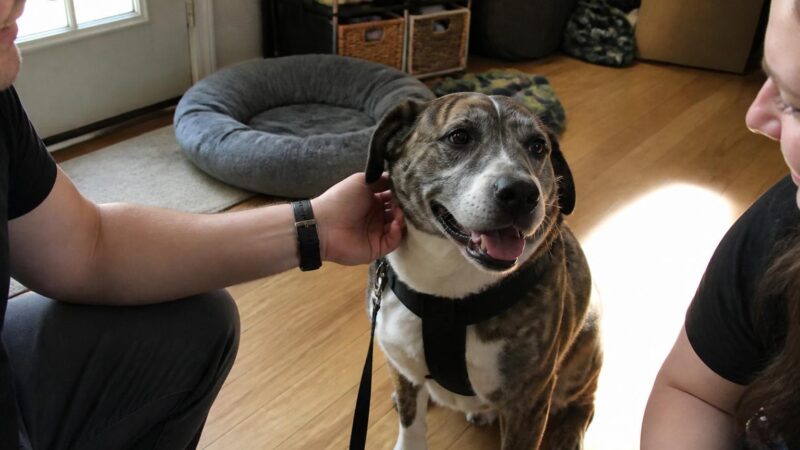 Adopting a Dog After Losing a Pet: When You Are Ready