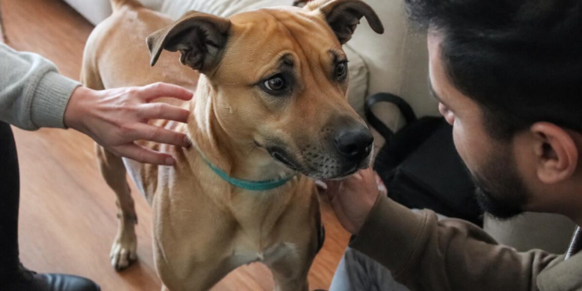 Adopting a Dog from a Shelter: Everything You Need to Know