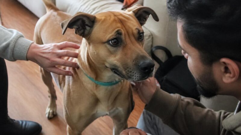 Adopting a Dog from a Shelter: Everything You Need to Know