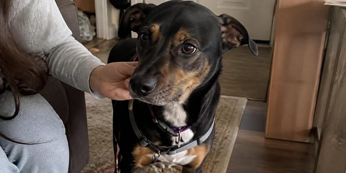 Adopting a Dog in a Studio Apartment: What Actually Works