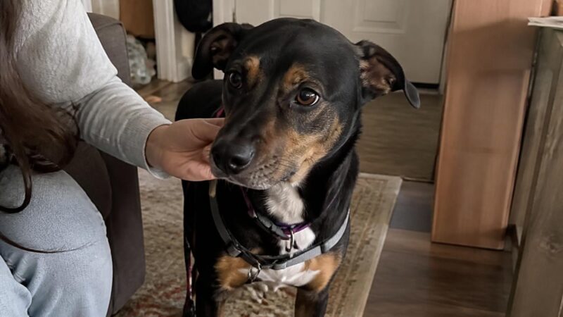 Adopting a Dog in a Studio Apartment: What Actually Works