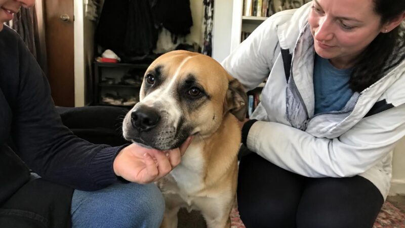 Adopting a Dog with a Baby on the Way: Timing and Prep