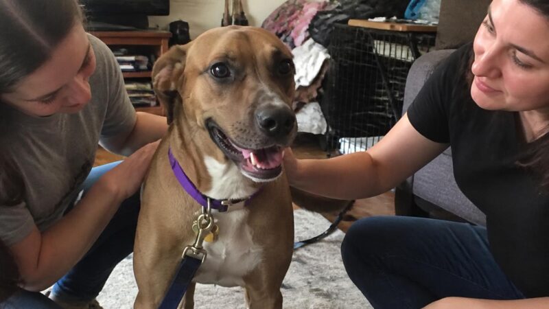 Adopting a Dog with a Toddler at Home: Safety and Boundaries