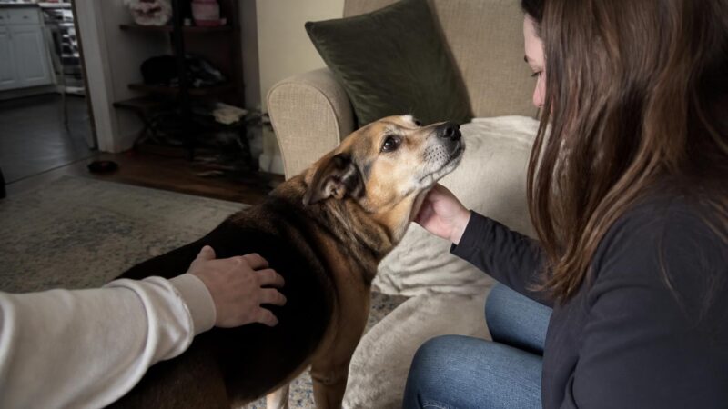 Adopting a Deaf Dog: Vibration Training and Visual Cues