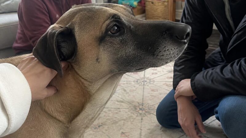Adopting a Dog With Diabetes: Insulin, Diet, and Monitoring