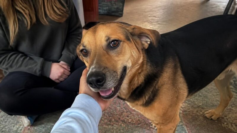 Adopting a Dog With Elbow Dysplasia: Pain Management and Surgery