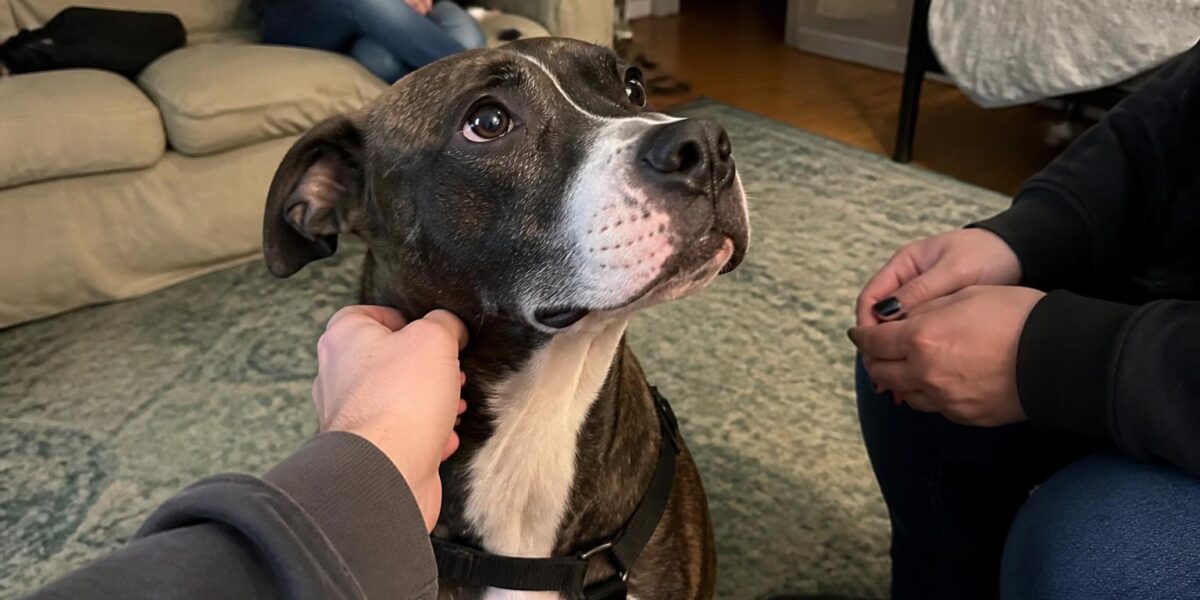 Adopting a Heartworm-Positive Dog: Treatment Timeline and Costs
