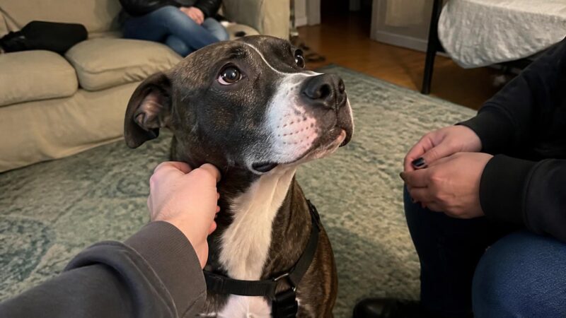 Adopting a Heartworm-Positive Dog: Treatment Timeline and Costs
