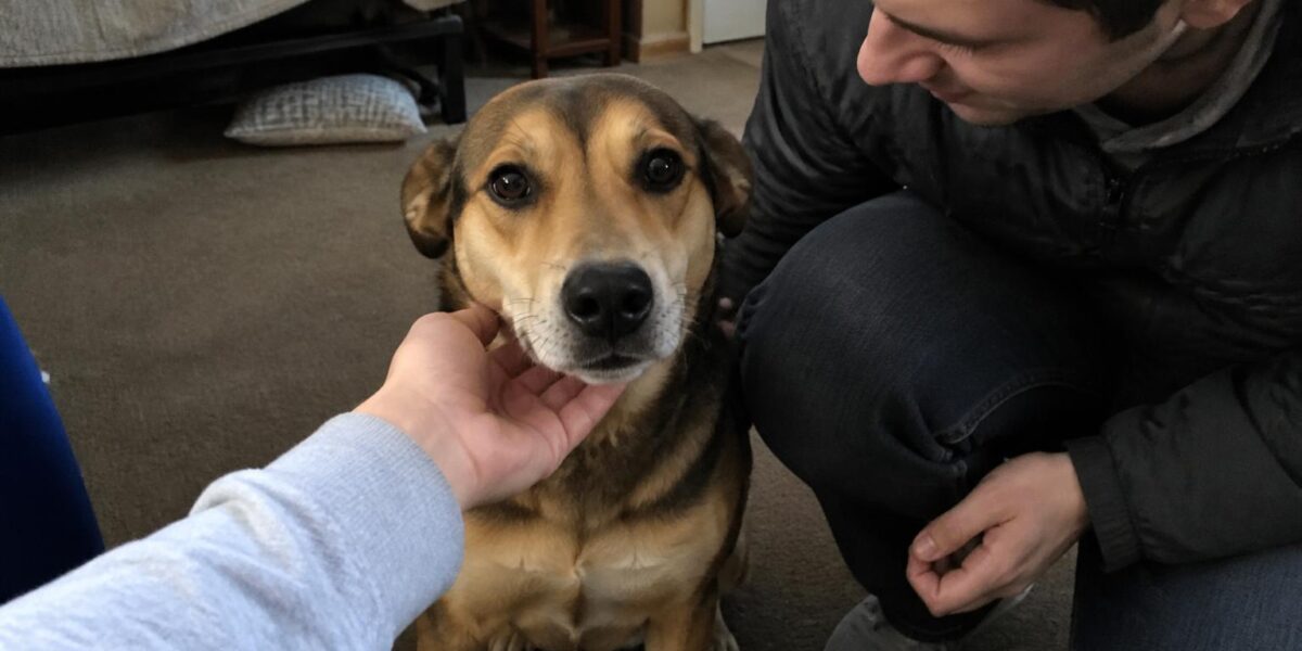 Adopting a Dog With Hip Dysplasia: Mobility and Pain Management
