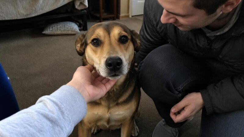 Adopting a Dog With Hip Dysplasia: Mobility and Pain Management