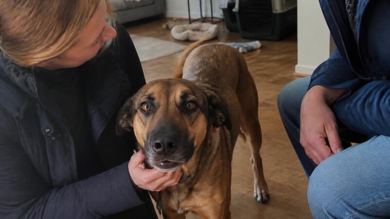 Adopting a Dog with Hypothyroidism: Daily Med and Outlook