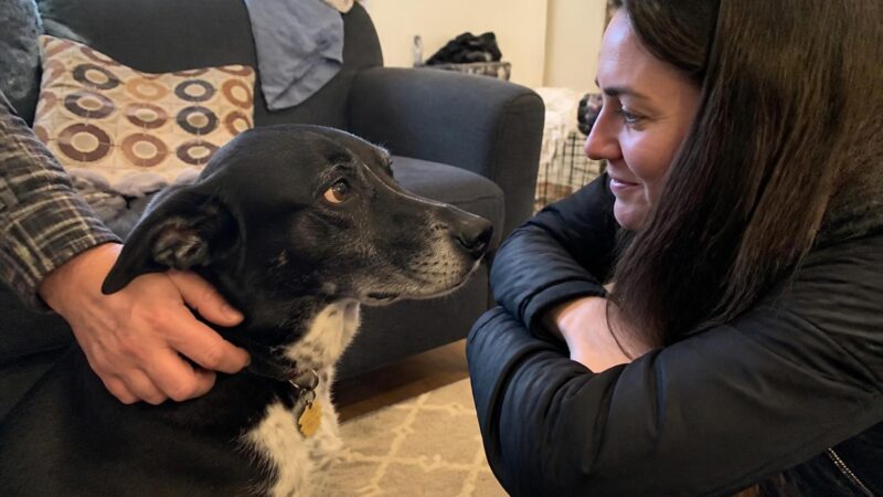 Adopting a Dog With Luxating Patella: Grade Levels and Surgery
