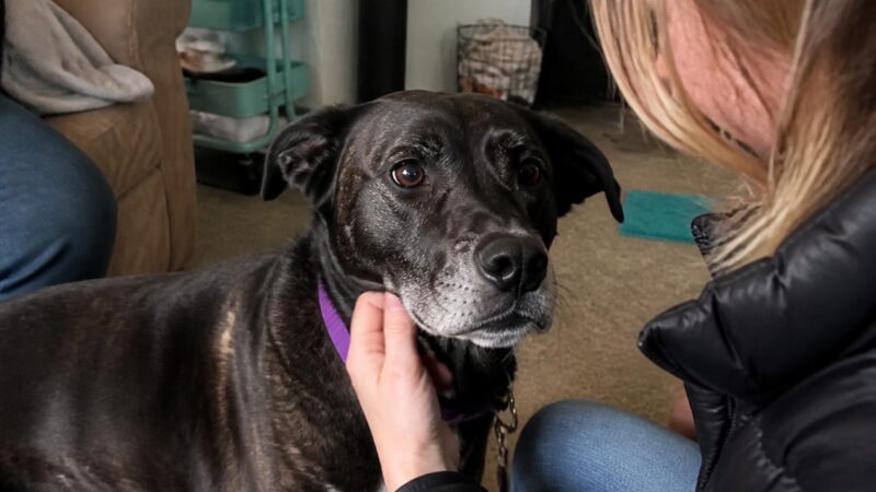 Adopting a Dog With Megaesophagus: Bailey Chair and Feeding