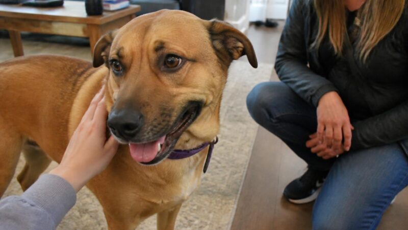 Adopting a Three-Legged Dog: Prosthetics and Adaptation