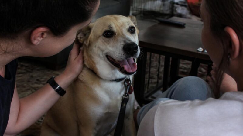 Adopting a Dog with Partial Vision Loss: What to Expect