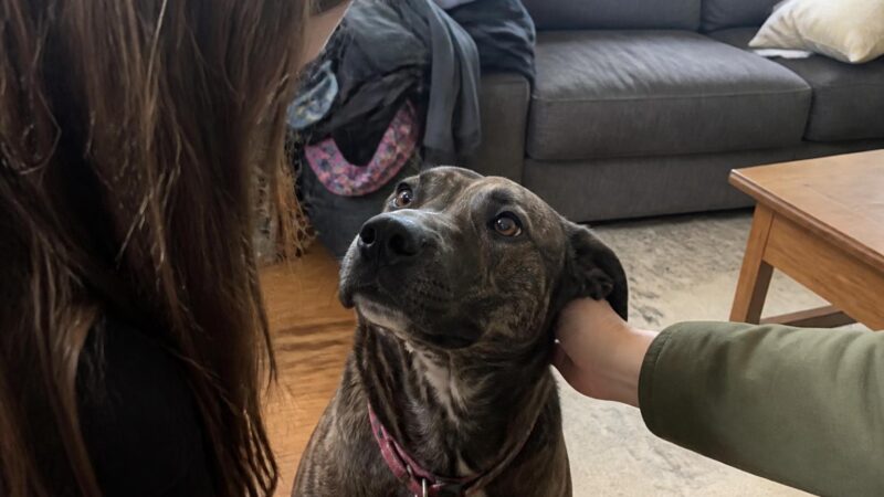Adopting a Dog with Progressive Retinal Atrophy (PRA)