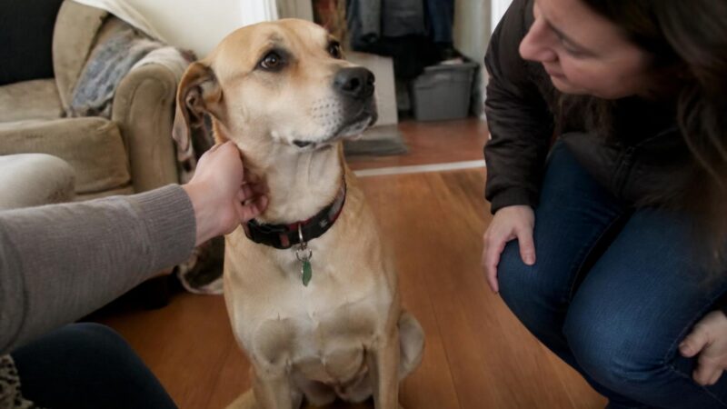 Adopting a Dog with School-Age Kids: Match and Routines