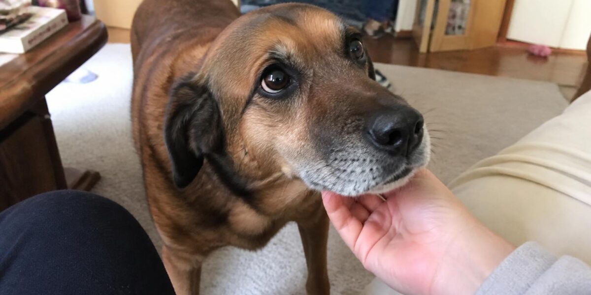Adopting a Dog With Separation Anxiety: Training and Management