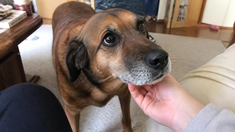 Adopting a Dog With Separation Anxiety: Training and Management